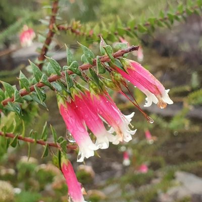 Epacris longiflora, photographed by ronavery