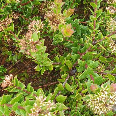 Platysace lanceolata, photographed by ronavery