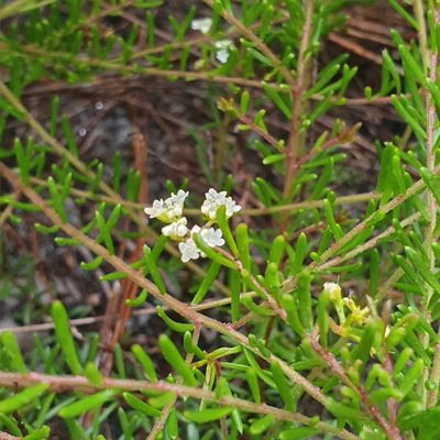 Platysace ericoides, photographed by ronavery