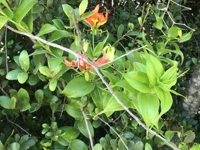 Gloriosa superba, photographed by Andrew Gillespie