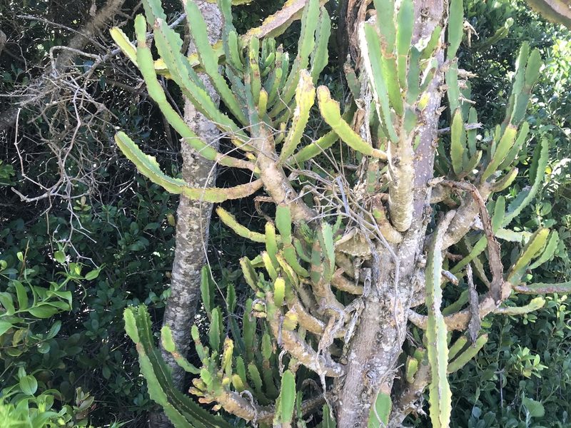 Euphorbia triangularis, photographed by Andrew Gillespie