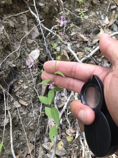 Clarkia heterandra, photographed by Marcus Tamura