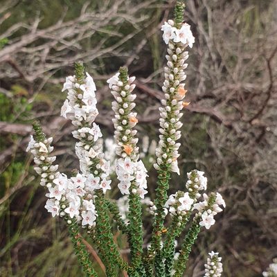 Epacris microphylla, photographed by ronavery
