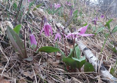Erythronium sulevii, photographed by Nina Filippova