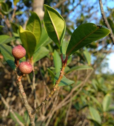 Ficus variolosa, photographed by portioid