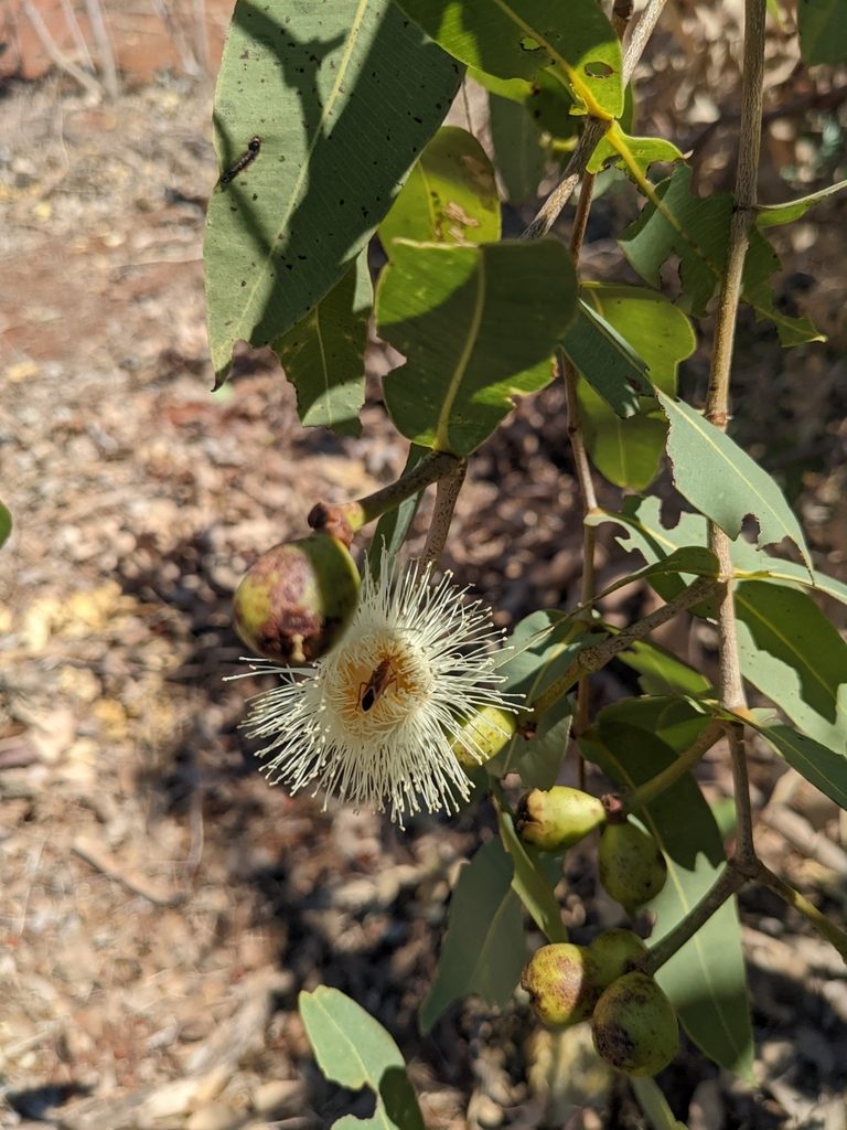 Corymbia zygophylla, photographed by Michael Somerville