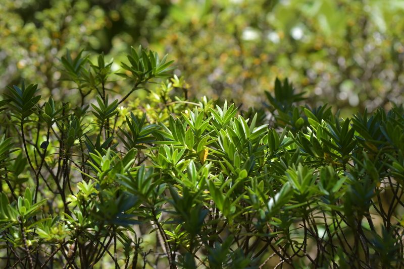 Veronica truncatula, photographed by Christopher Stephens