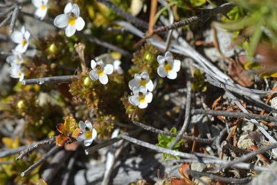 Euphrasia zelandica, photographed by Christopher Stephens