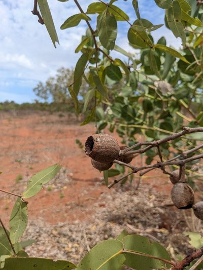 Corymbia zygophylla, photographed by Michael Somerville