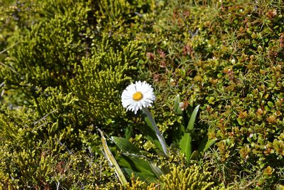 Celmisia spectabilis, photographed by Christopher Stephens