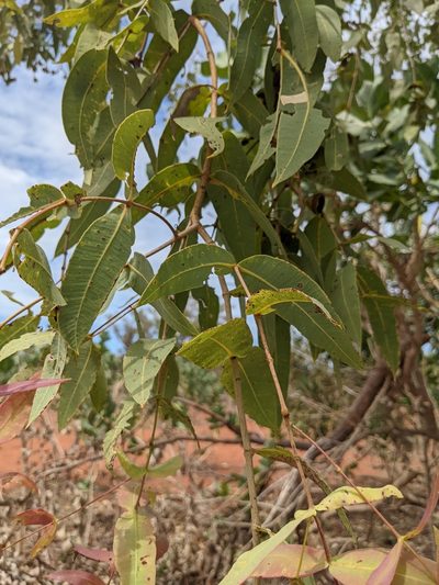 Corymbia zygophylla, photographed by Michael Somerville
