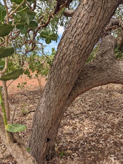 Corymbia zygophylla, photographed by Michael Somerville