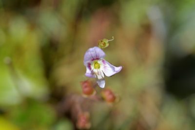 Veronica hookeriana, photographed by Christopher Stephens