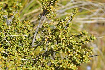 Coprosma pseudocuneata, photographed by Christopher Stephens