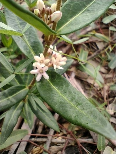 Leichhardtia suaveolens, photographed by Tricia Kaye