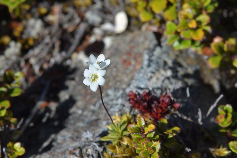 Forstera tenella, photographed by Christopher Stephens