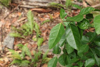 Ficus fraseri, photographed by Greg Tasney