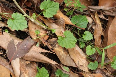 Lobelia trigonocaulis, photographed by Greg Tasney