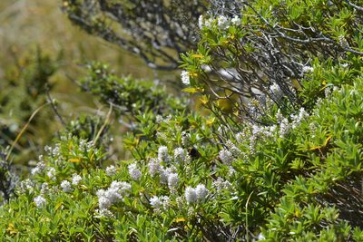 Veronica truncatula, photographed by Christopher Stephens