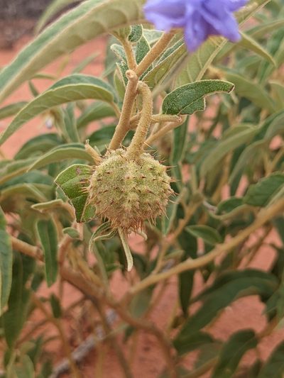 Solanum cunninghamii, photographed by Michael Somerville