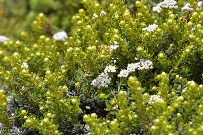 Cassinia vauvilliersii