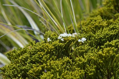 Veronica tetragona, photographed by Christopher Stephens