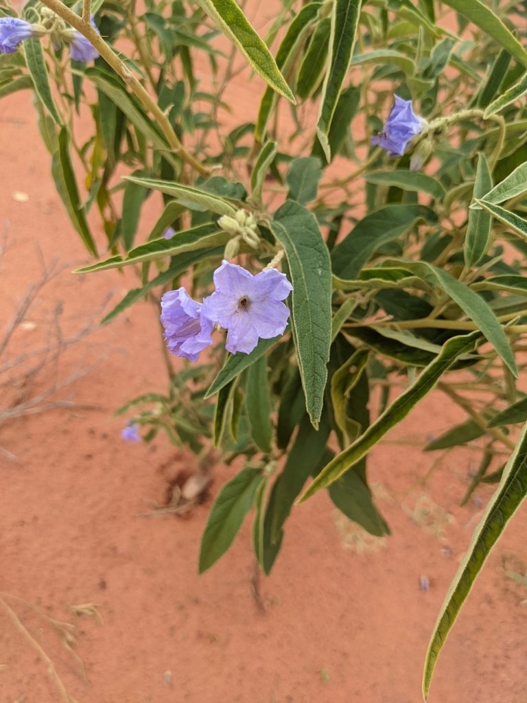 Solanum cunninghamii, photographed by Michael Somerville