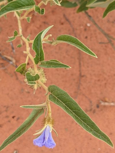 Solanum cunninghamii, photographed by Michael Somerville