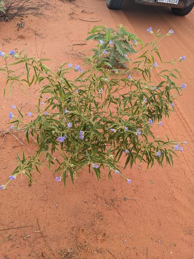 Solanum cunninghamii, photographed by Michael Somerville
