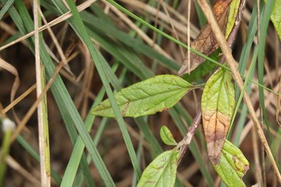 Olearia gravis, photographed by Greg Tasney