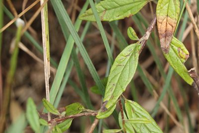 Olearia gravis, photographed by Greg Tasney