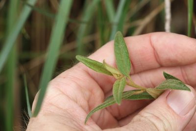 Olearia gravis, photographed by Greg Tasney