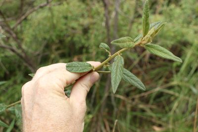 Olearia gravis, photographed by Greg Tasney