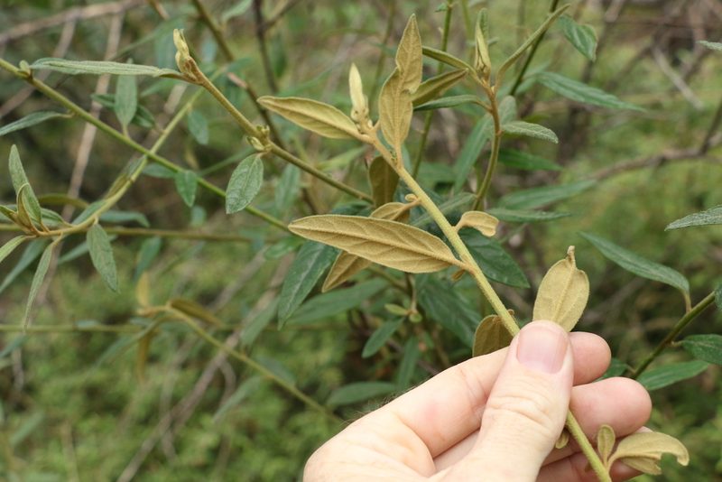Olearia gravis, photographed by Greg Tasney