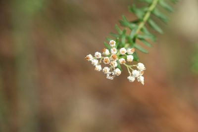 Ozothamnus diosmifolius, photographed by Greg Tasney