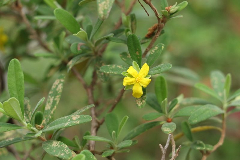 Hibbertia hexandra, photographed by Greg Tasney