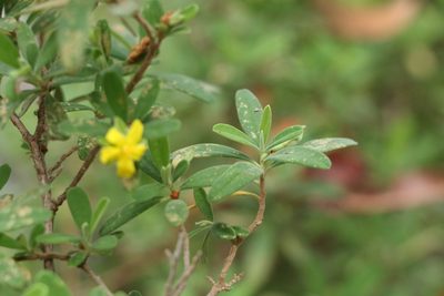 Hibbertia hexandra, photographed by Greg Tasney