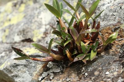 Dendrobium kingianum, photographed by Greg Tasney