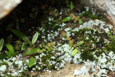 Bulbophyllum exiguum, photographed by Greg Tasney