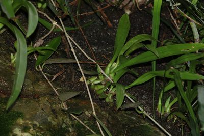 Liparis swenssonii, photographed by Greg Tasney
