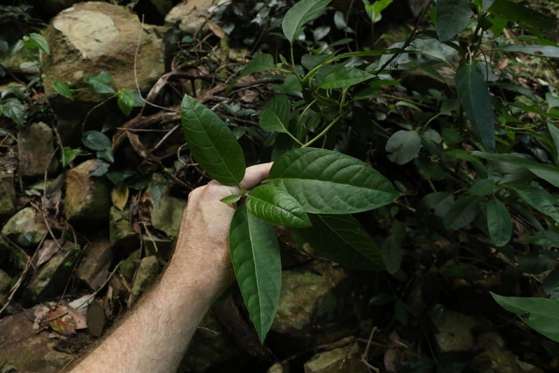 Deeringia arborescens, photographed by Greg Tasney