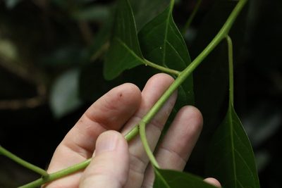 Deeringia arborescens, photographed by Greg Tasney