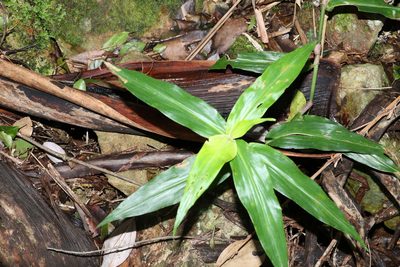 Pollia crispata, photographed by Greg Tasney