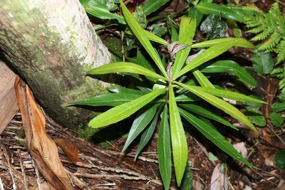 Tasmannia insipida, photographed by Greg Tasney