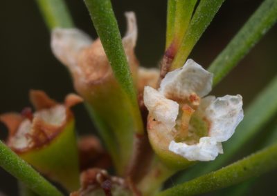Baeckea frutescens, photographed by portioid