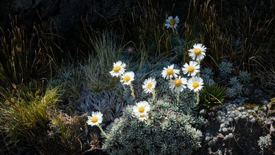 Celmisia hectorii, photographed by tomass