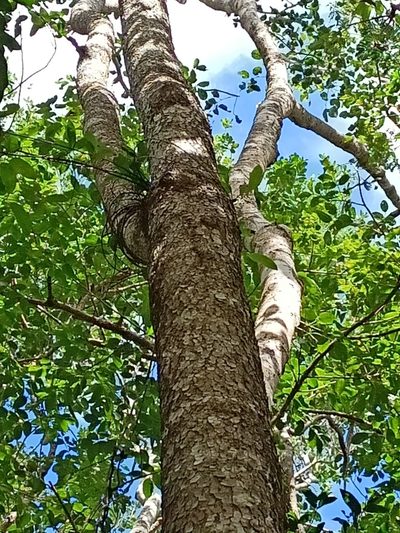 Metopium brownei, photographed by José Gerardo Velasco