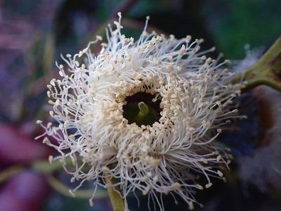 Eucalyptus globulus, photographed by Cricket Raspet