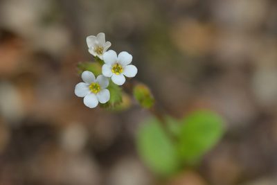 Myosotis forsteri, photographed by Christopher Stephens