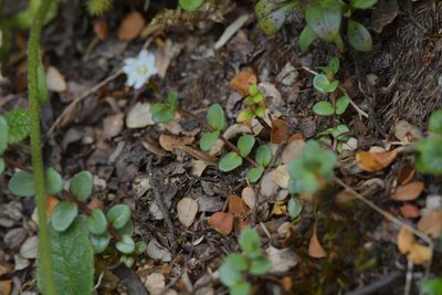 Epilobium alsinoides, photographed by Christopher Stephens